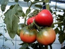 トマト農園株式会社